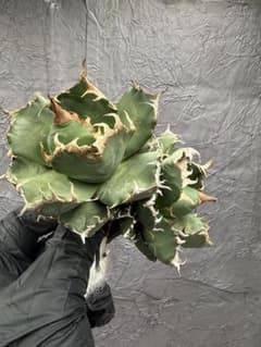 アガベ チタノタ 