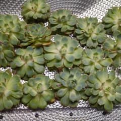 多肉植物 少し訳あり メイフラワー 10コ❣️お値下げしました。のサムネイル