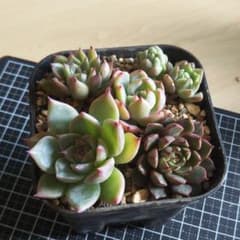 多肉植物　5点セット*.＊のサムネイル