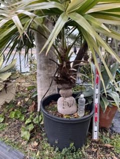 引き取り限定　超特大　トックリビロウ　クバ　球状の幹 m12706133053_1.jpg?1741425981
