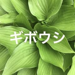 ギボウシ 抜き苗 ホスタ 抜き苗 2苗 大型 - メルカリ