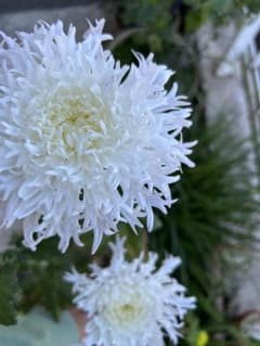 白菊 カガリ弁発根済苗 2本、仮植え。のサムネイル