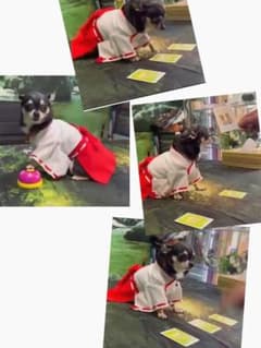 【占い犬巫女ちゃん】お相手気持ち！ペットの気持ち視ます‼️願望成就入れ天然石付き‼️のサムネイル