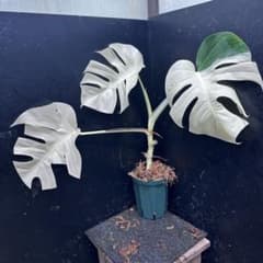 リ*ー様 斑入りモンステラ極上ホワイトタイガーフルムーン4号鉢植え発