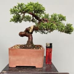 盆栽　鉢　真山　幅42.6cm 300977659d6705f24173aca7465974 盆栽