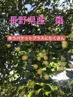 長野県産　生ナツメのサムネイル