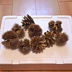 【秋素材】イガグリと松ぼっくりセットのサムネイル