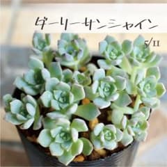多肉植物【ダーリーサンシャイン】エケベリア ポットごと or 抜き苗 6