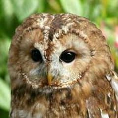 かさん専用ページのサムネイル