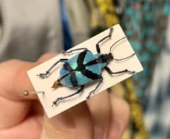 南米の美麗ホウセキゾウムシのサムネイル