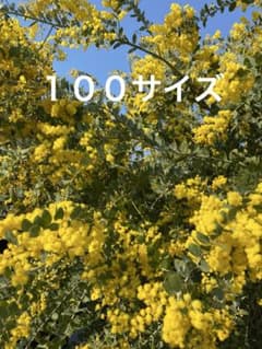 パールアカシアのサムネイル