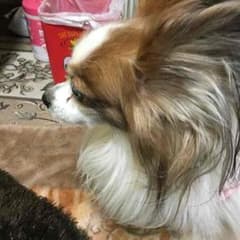きょうぶつくん専用のサムネイル