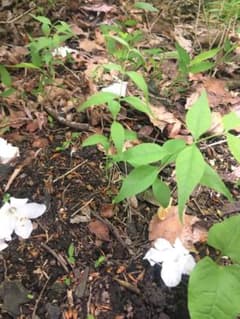 茶花　ツクバネ苗　即移植可能　安心の雌の木1本有り　全4本送ります！のサムネイル