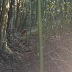 まほ様 専用 キンクダム ②のサムネイル