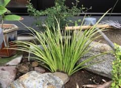 【地植え株分苗】黄金セキショウ ３株［おまけ 斑入りセキショウ『マサムネ』１株］のサムネイル