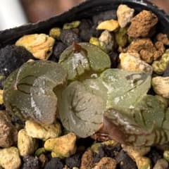 ハオルチア 虞美人① 多肉植物のサムネイル
