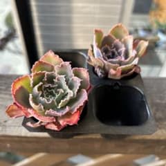 多肉植物 エケベリア 韓国苗 夕焼けの舞2苗 抜き苗セット - メルカリ