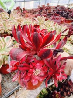 レア種 アリス 群生 多肉植物 アエオニウム 抜き苗 - メルカリ