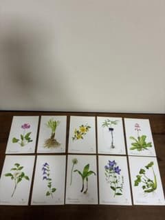 野村陽子 植物細密画 ポストカード 10枚セット ボタニカルアートのサムネイル