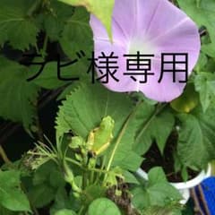 ラビ様専用です！のサムネイル