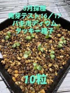 今年5月採種 パキポディウムタッキー種子　f3 10粒のサムネイル