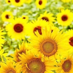 AKI様専用☆のサムネイル