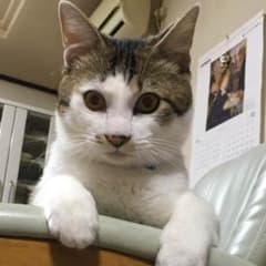 専用ページのサムネイル