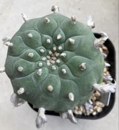 ロフォフォラ　翠冠玉　ロホホラ　抜き苗　サボテン　ふわふわ　ディフューサ　カキコのサムネイル