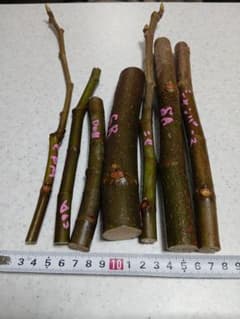 イチヂク穂木　6種類セット②のサムネイル