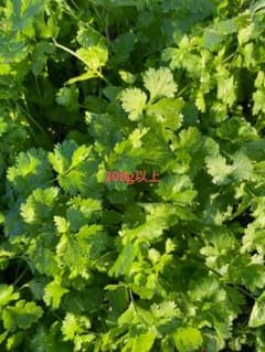 朝とりたてパクチー香菜300gのサムネイル