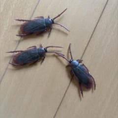 リアルなゴキブリのおもちゃ3個のサムネイル
