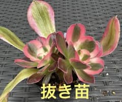 アエオニウム ファーストラブ錦 (初恋錦)摘芯2頭株⭐️お買い得 - メルカリ