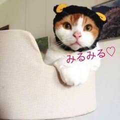 ねこのかぶりもの 新品のサムネイル