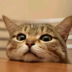 よなねこ/プロフ必読様専用のサムネイル