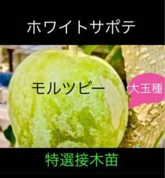 ➄ホワイトサポテ 接木苗モルツビー 大玉種 - メルカリ