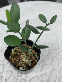 多肉植物 抜き苗　グリーンドラムのサムネイル