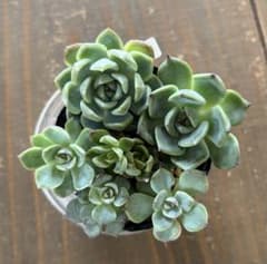 ぺ*ん様 おらいさん苗　札付き　抜き苗　多肉植物　ミックスベリア　青札　エケベリ ミックスベリア 青札 おらいさん苗 カット苗セット 多肉植物 - メルカリ