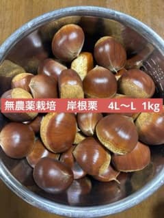 山口県産 無農薬栽培　岸根栗1kgのサムネイル