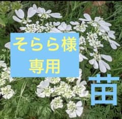 オルレア　7苗　ネコポスのサムネイル