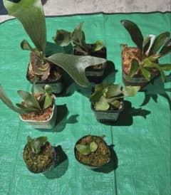 ビカクシダ 7種セット - メルカリ