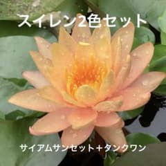 スイレン2色セット　サイアムサンセット ＋タンクワン　睡蓮　②のサムネイル