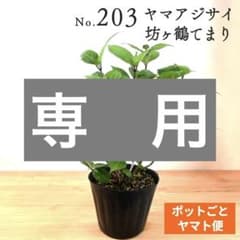 ポットごとヤマト便203】ヤマアジサイ 坊ヶ鶴てまり 山紫陽花 - メルカリ