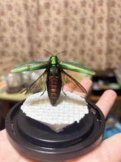 緑色の光沢が美しい昆虫標本ヤマトタマムシ - メルカリ