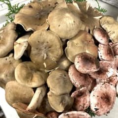 一点限定品！天然きのこウラベニホテイシメジ&サクラシメジ約1100g