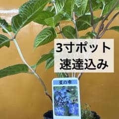ヤマアジサイ　星の雫②のサムネイル