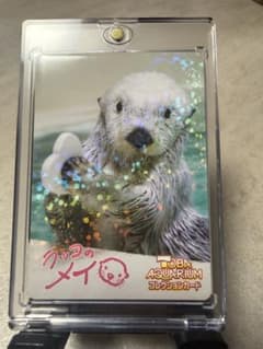 鳥羽水族館 ラッコのメイ コレクションカード 46 RARE - メルカリ