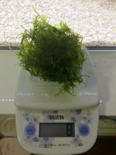 南米ウィローモスのサムネイル