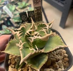 アガベ チタノタ 大白鯊 ホホジロザメ Plants by frame産 1のサムネイル