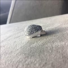 シャクレルプラネット2 ハリネズミのサムネイル