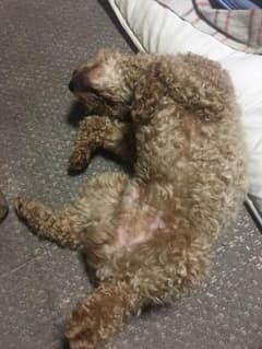 おさるさん犬ようふく専用のサムネイル